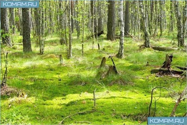Красивые природные места недалеко от Москвы