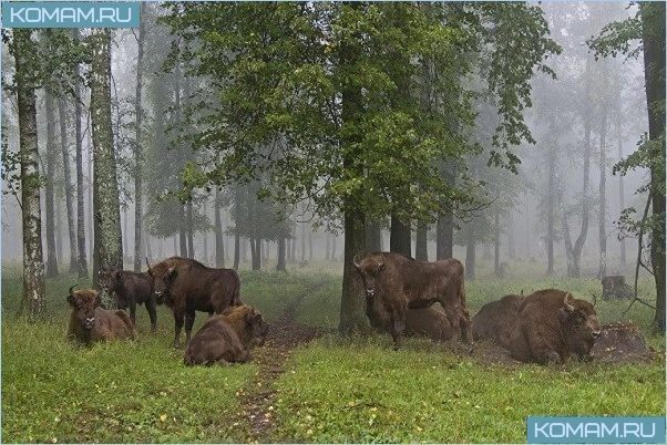 Красивые природные места недалеко от Москвы