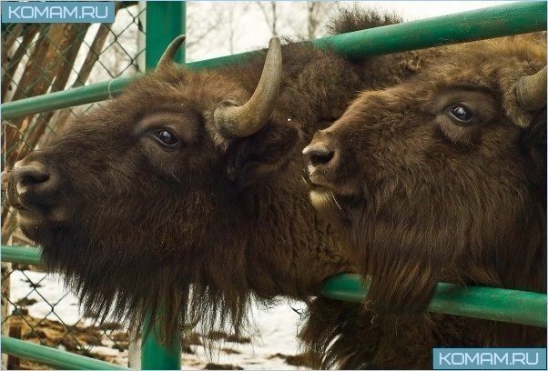 Куда поехать из Москвы на выходные на машине?
