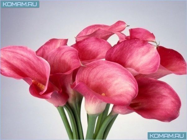 Самые красивые цветы в мире – название с фото